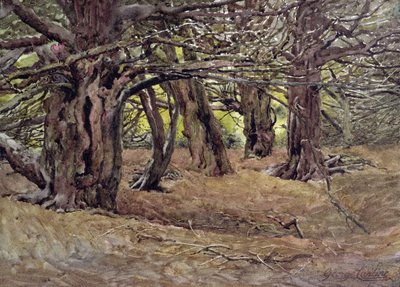 Yews in the Old Yew Wood, Earl of Radnor